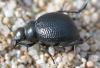 Pimelia payraudi